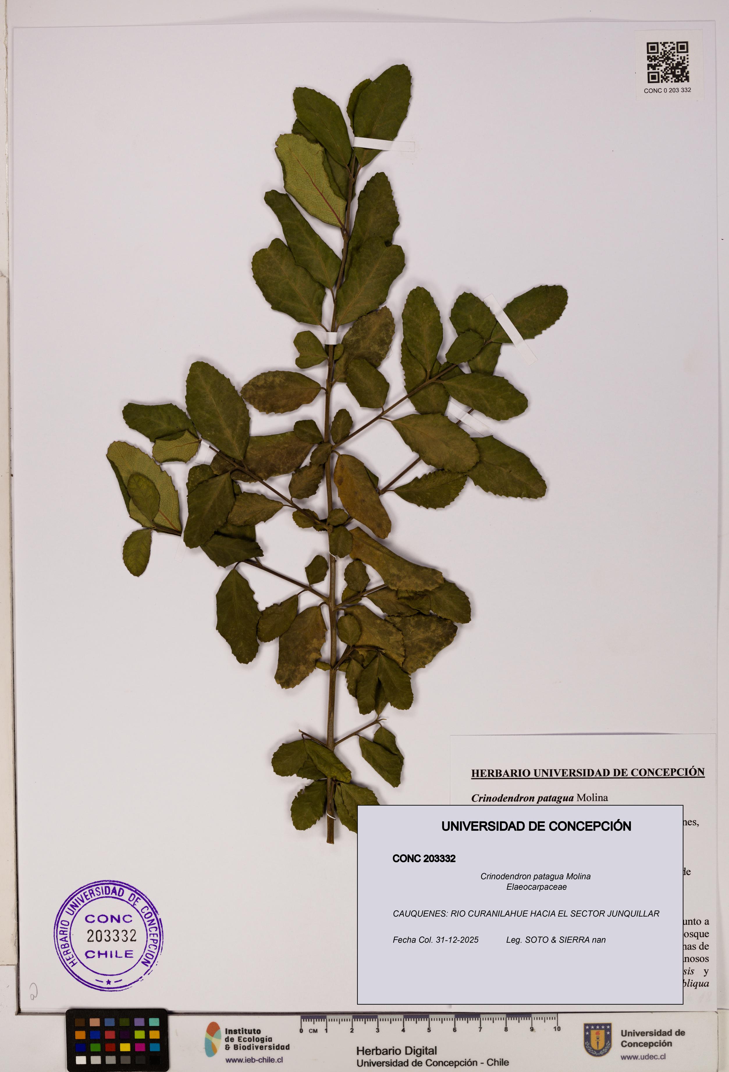 Crinodendron patagua [Espécimen: UDEC:CONC:0203332]