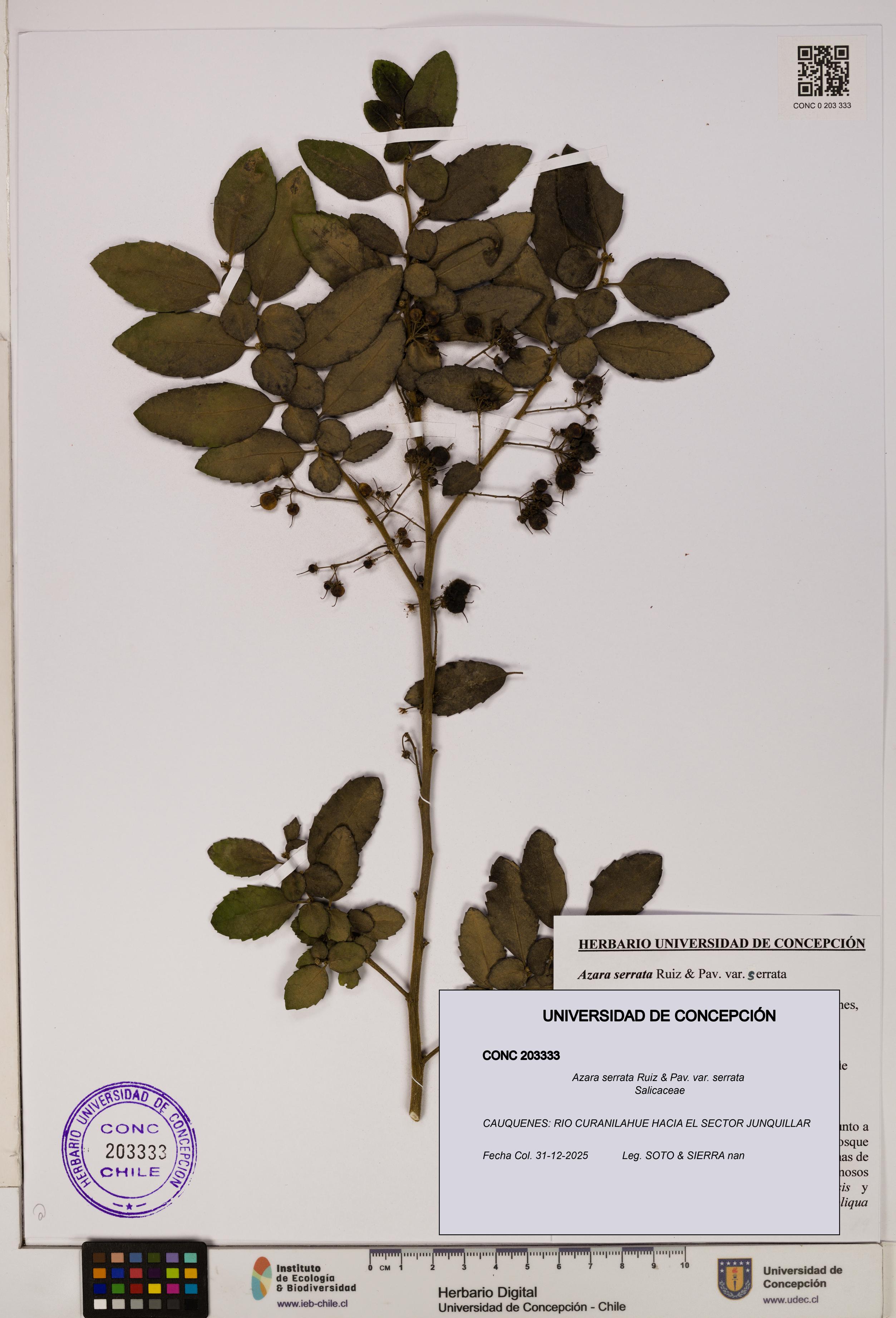 Azara serrata var. serrata [Espécimen: ]