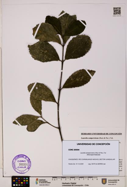 Laurelia sempervirens [Espécimen: UDEC:CONC:0203334]