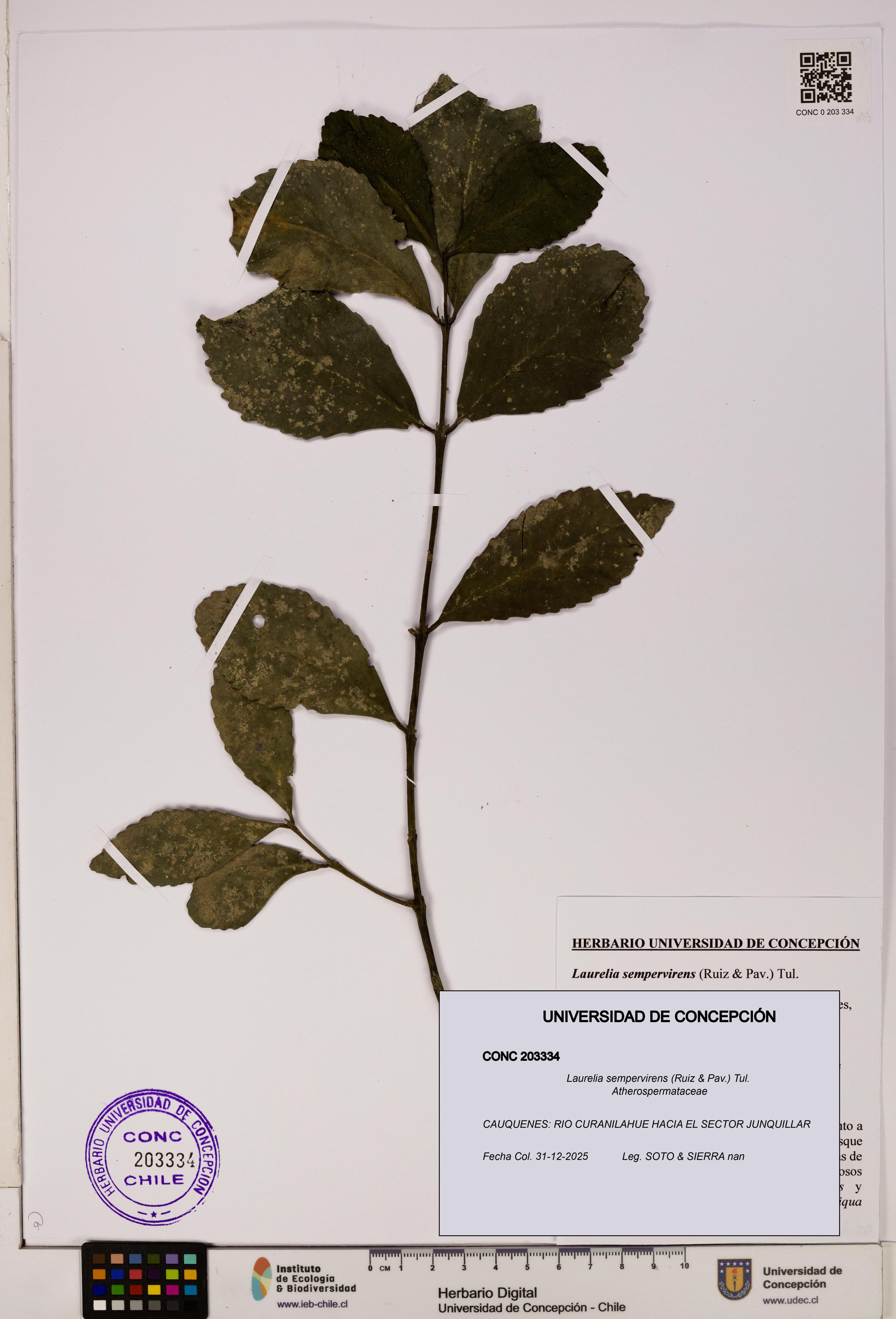 Laurelia sempervirens [Espécimen: UDEC:CONC:0203334]