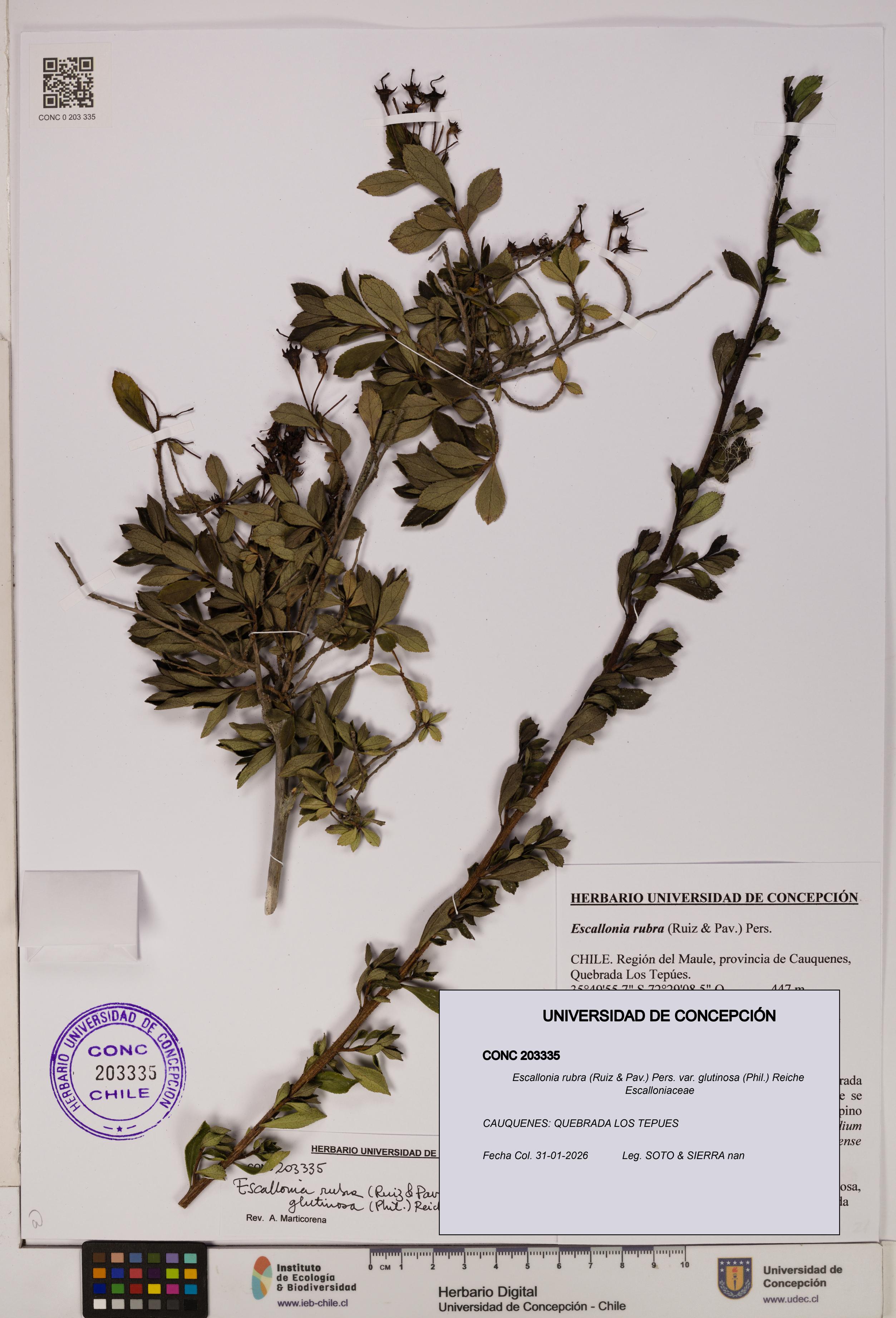 Escallonia rubra var. glutinosa [Espécimen: UDEC:CONC:0203335]