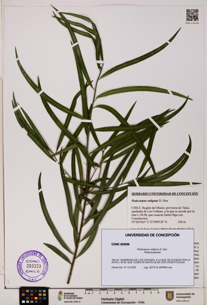 Podocarpus salignus [Espécimen: UDEC:CONC:0203339]