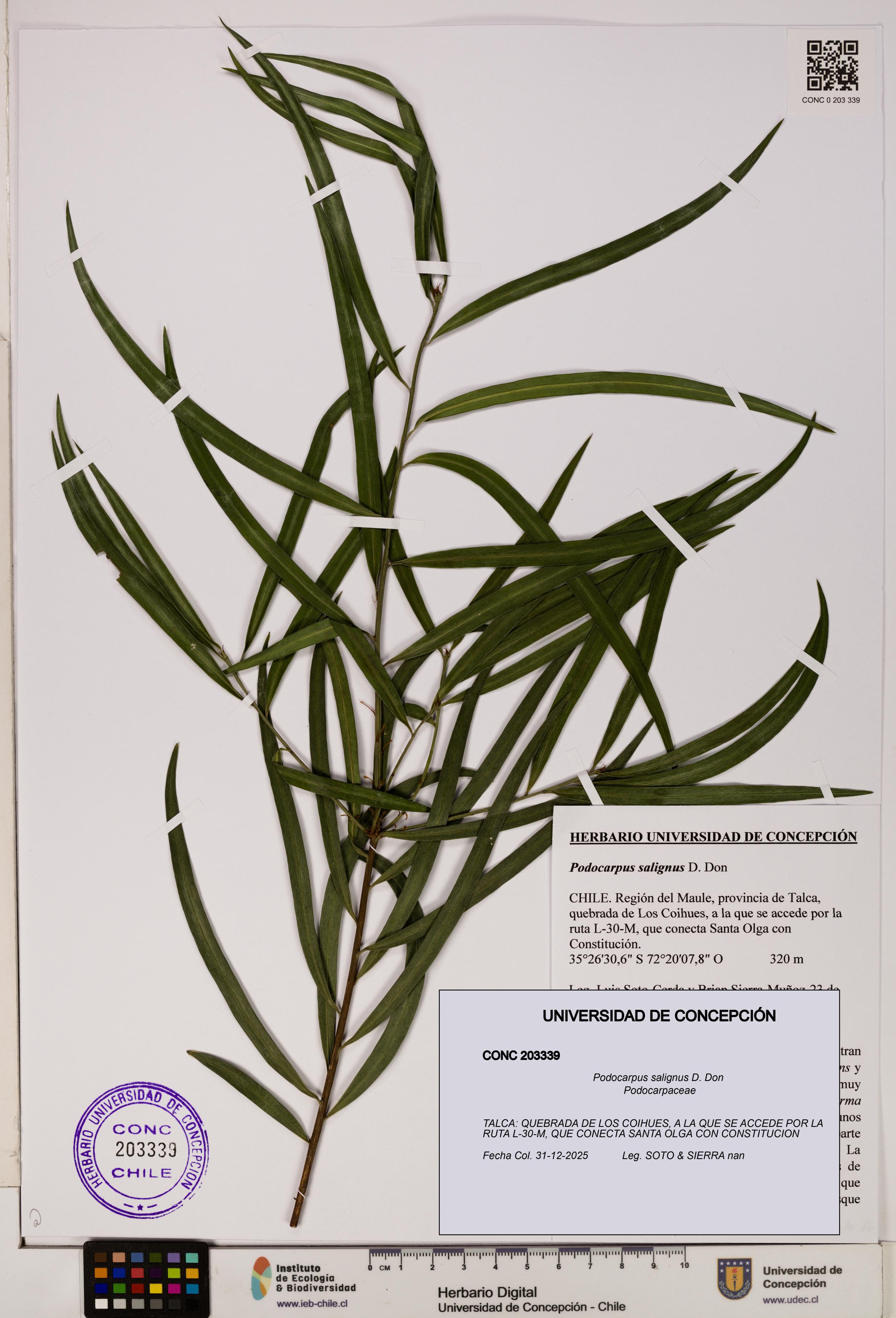 Podocarpus salignus [Espécimen: UDEC:CONC:0203339]