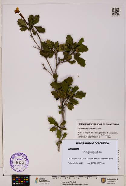 Desfontainia fulgens [Espécimen: ]