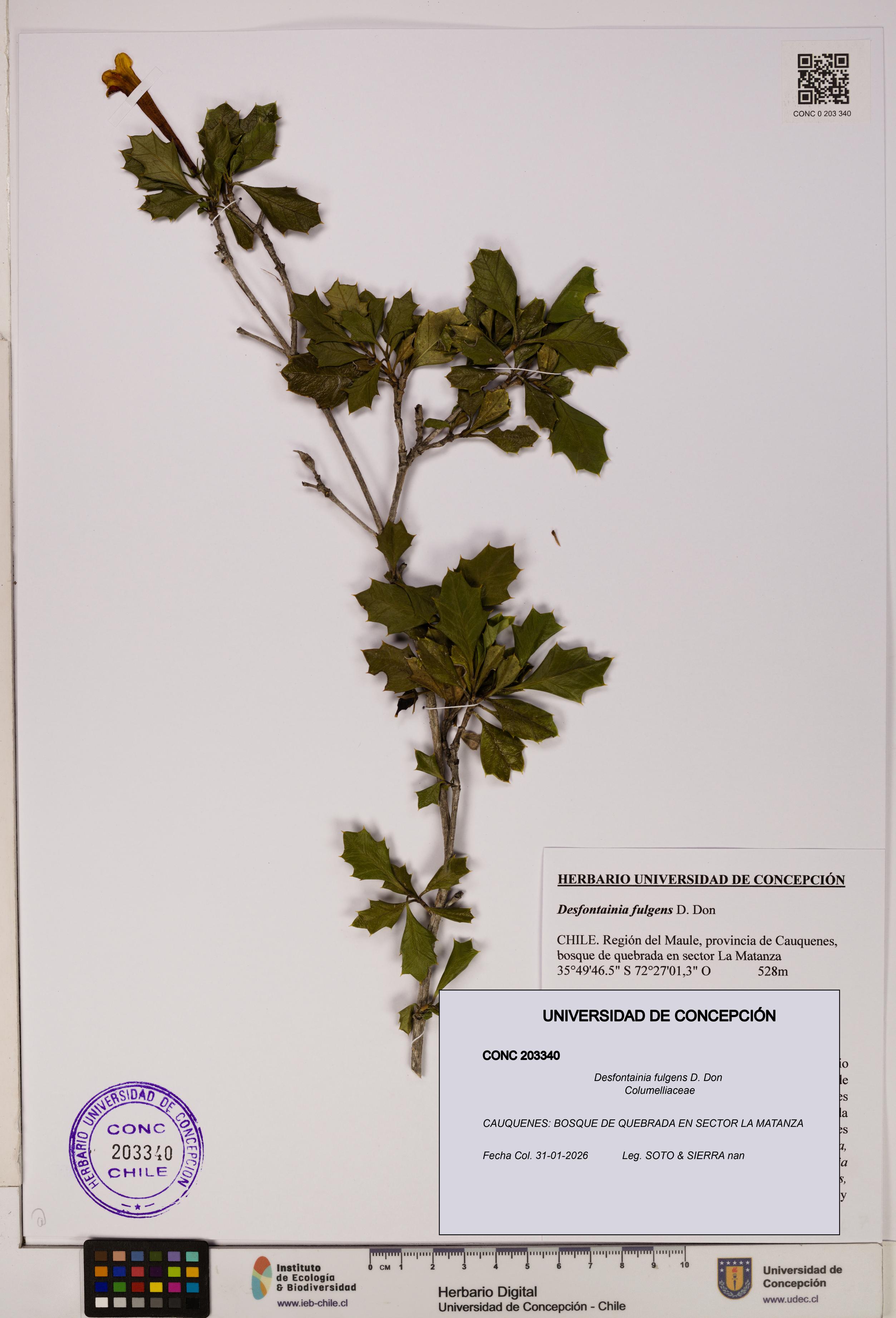 Desfontainia fulgens [Espécimen: ]