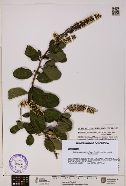Escallonia pulverulenta var. pulverulenta [Espécimen: UDEC:CONC:0203341]