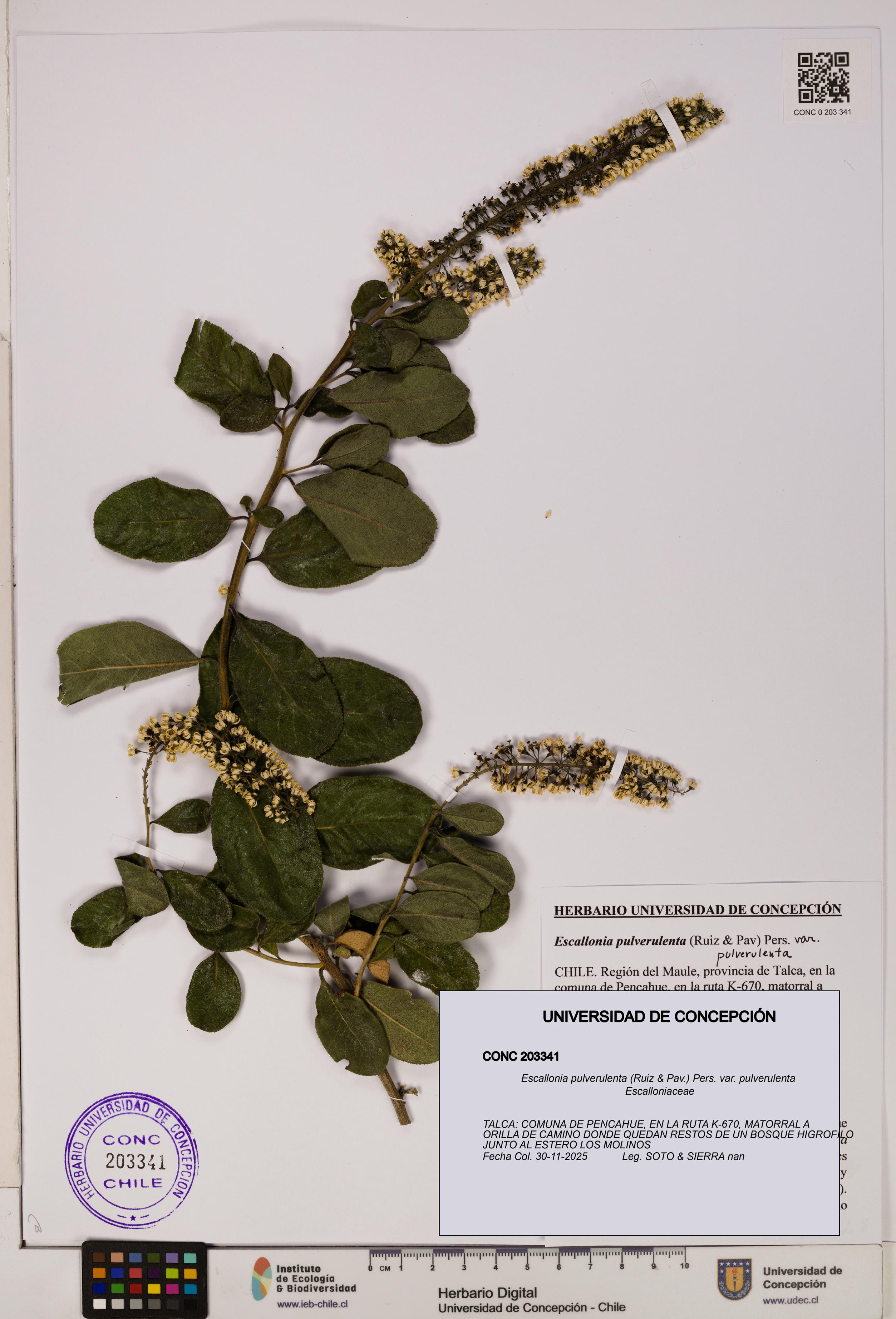 Escallonia pulverulenta var. pulverulenta [Espécimen: UDEC:CONC:0203341]