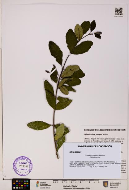 Crinodendron patagua [Espécimen: UDEC:CONC:0203342]