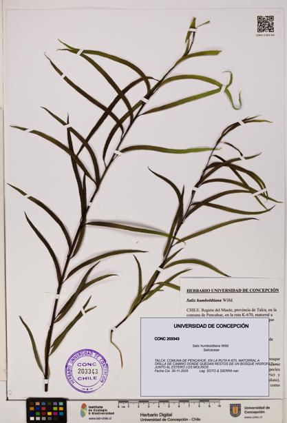 Salix humboldtiana [Espécimen: ]