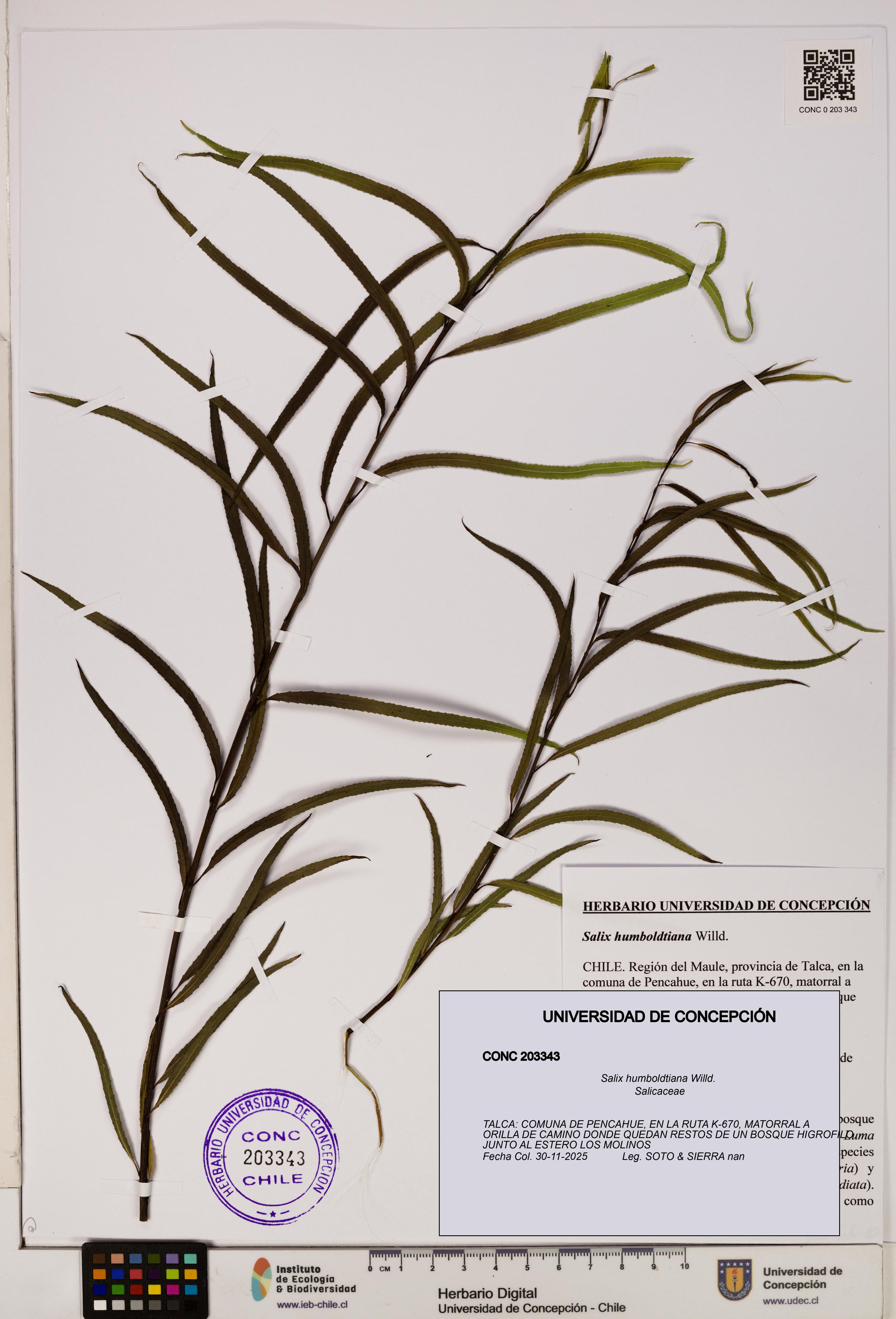 Salix humboldtiana [Espécimen: ]