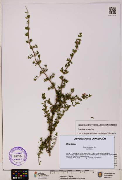 Teucrium bicolor [Espécimen: UDEC:CONC:0203344]