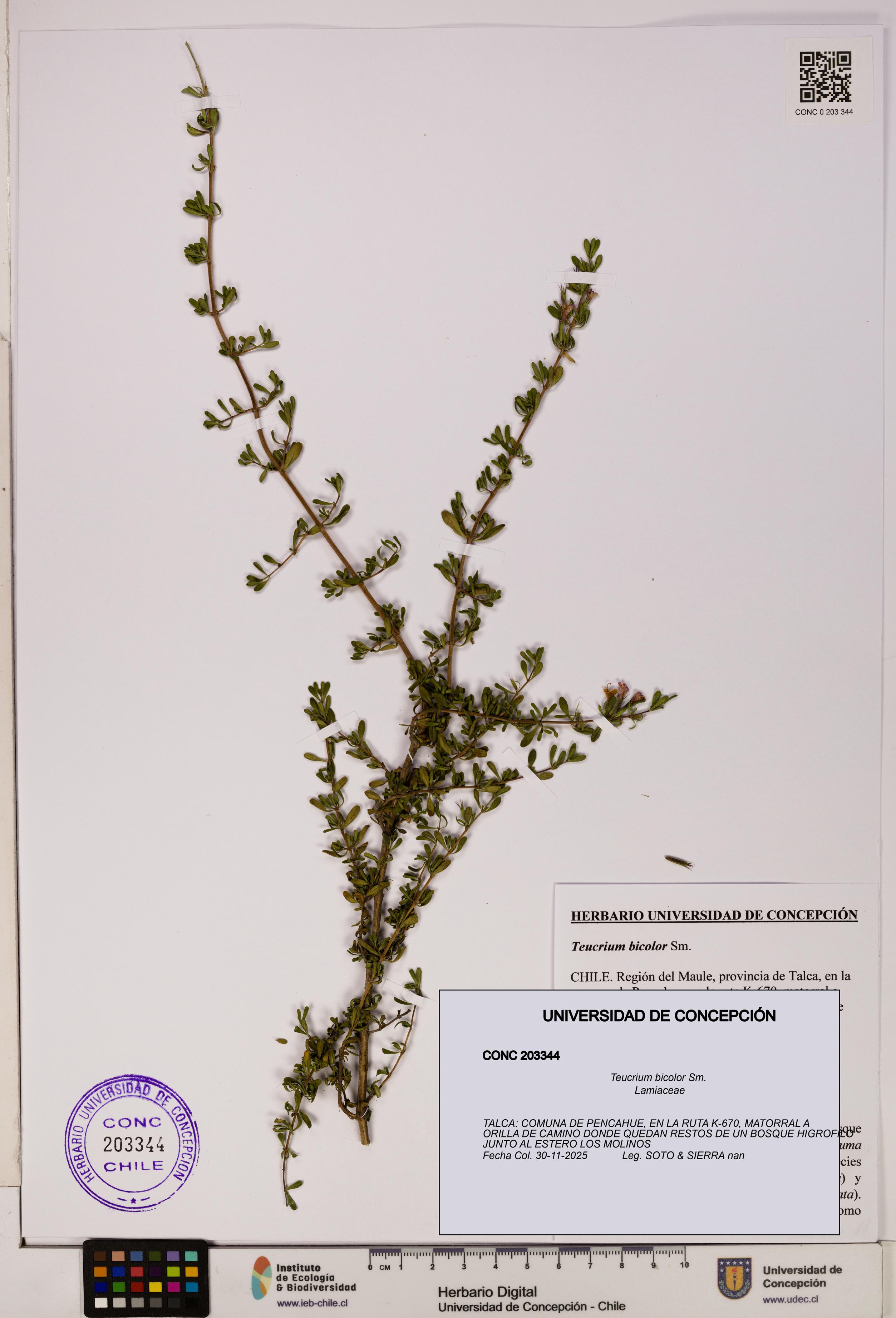 Teucrium bicolor [Espécimen: UDEC:CONC:0203344]