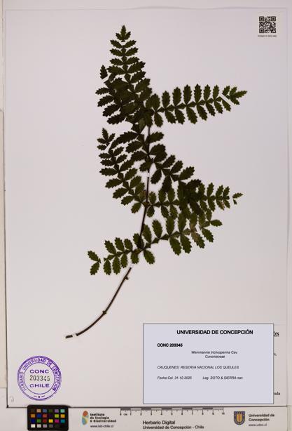 Weinmannia trichosperma [Espécimen: UDEC:CONC:0203345]