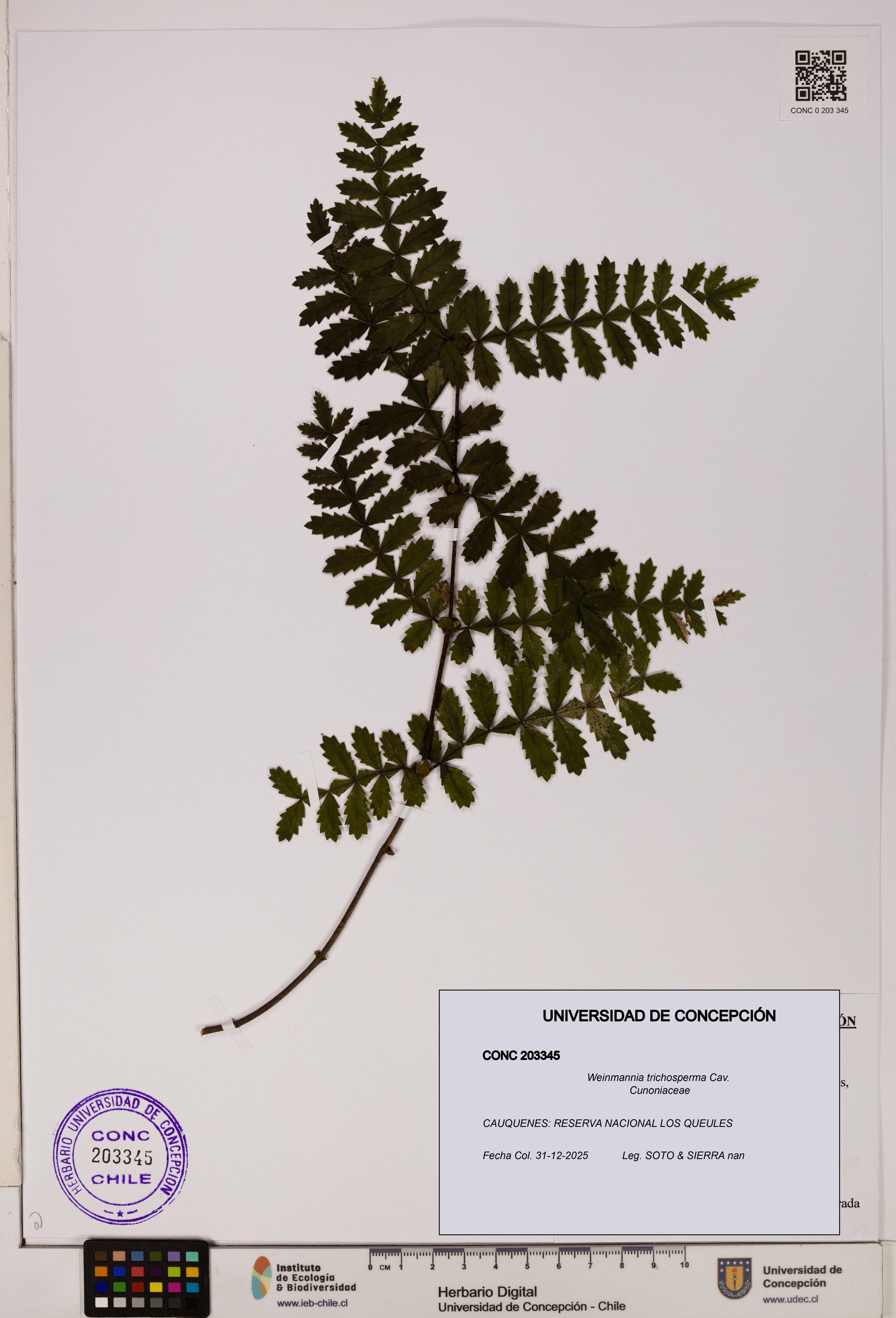 Weinmannia trichosperma [Espécimen: UDEC:CONC:0203345]