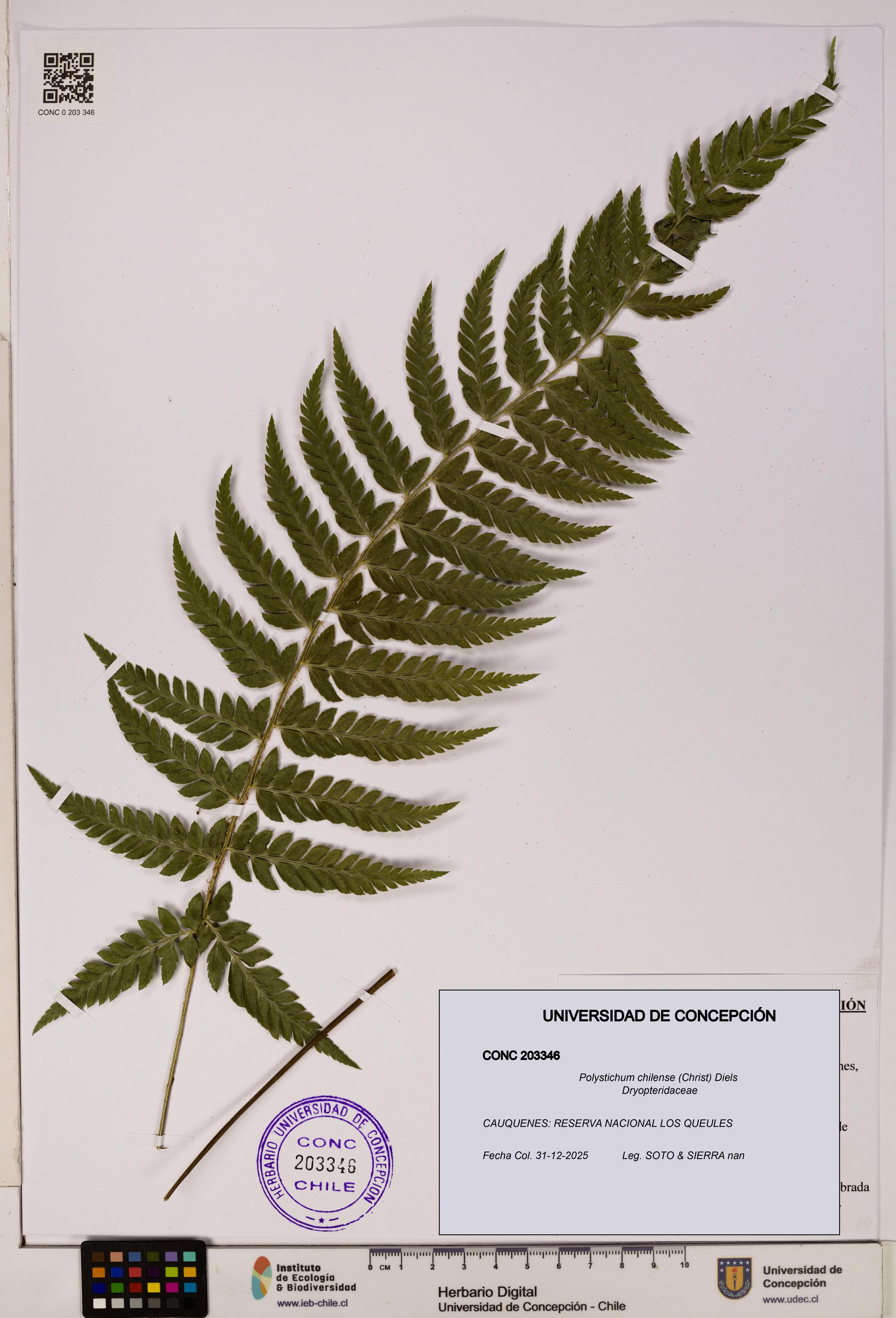 Polystichum chilense [Espécimen: UDEC:CONC:0203346]