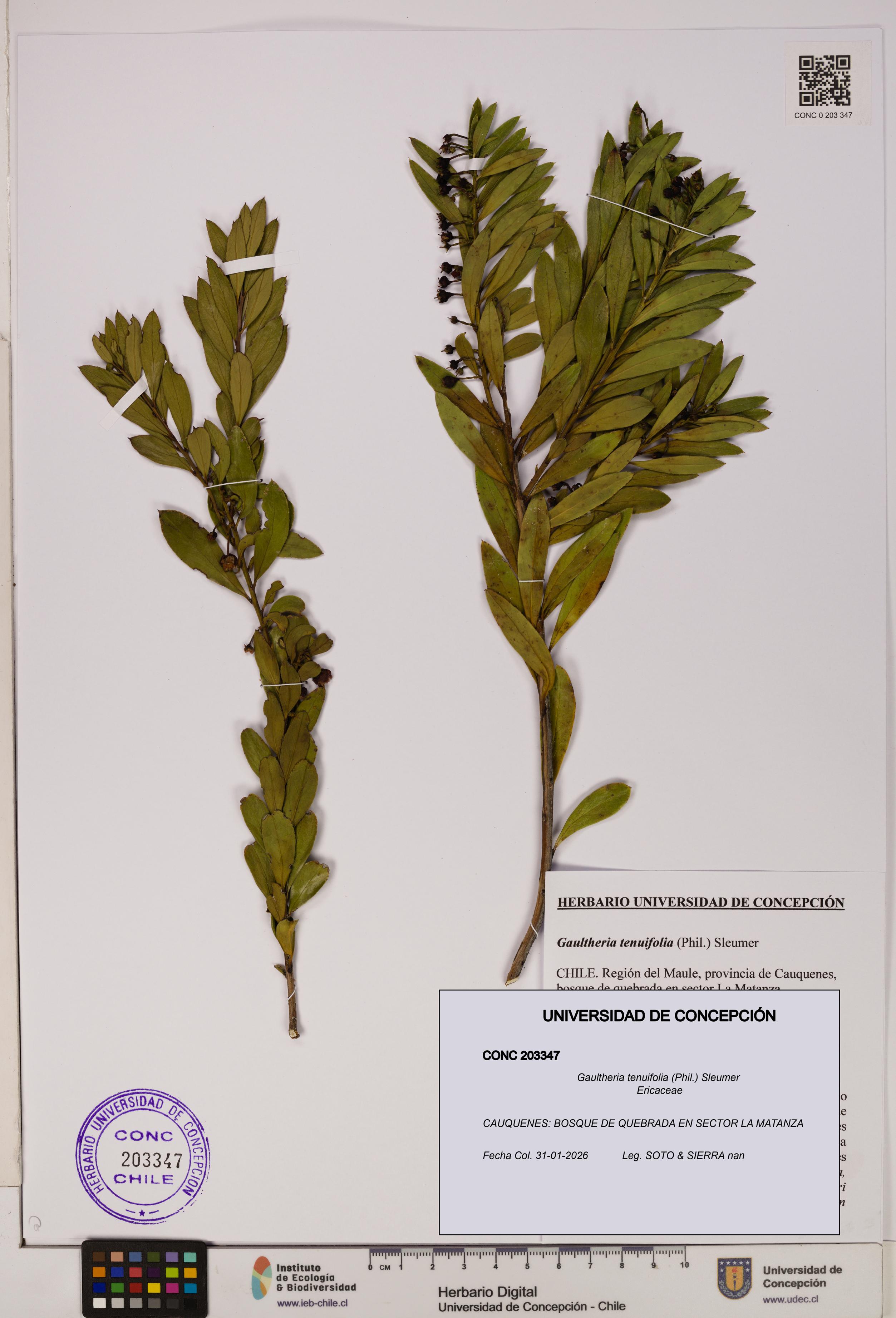 Gaultheria tenuifolia [Espécimen: UDEC:CONC:0203347]