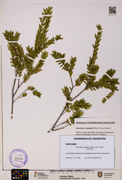 Metrosideros stipularis [Espécimen: UDEC:CONC:0203348]