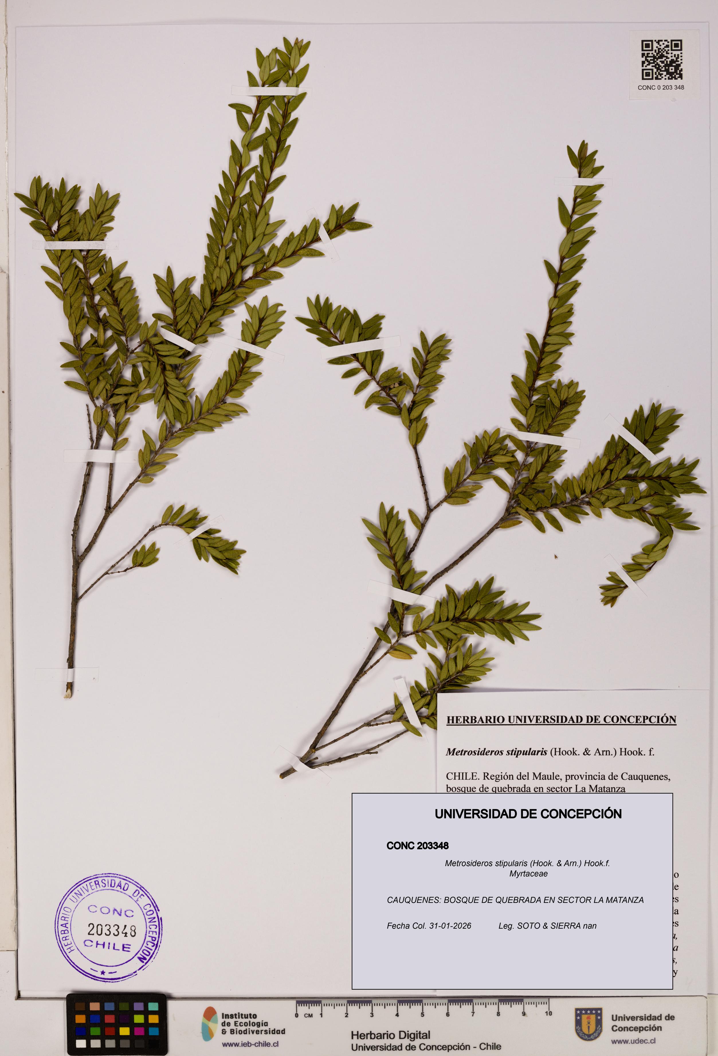 Metrosideros stipularis [Espécimen: UDEC:CONC:0203348]
