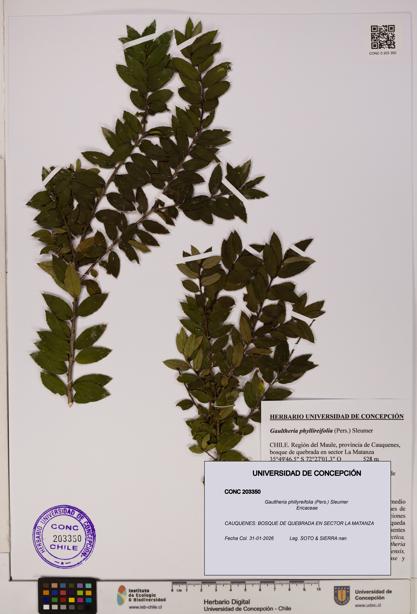 Gaultheria phillyreifolia [Espécimen: UDEC:CONC:0203350]