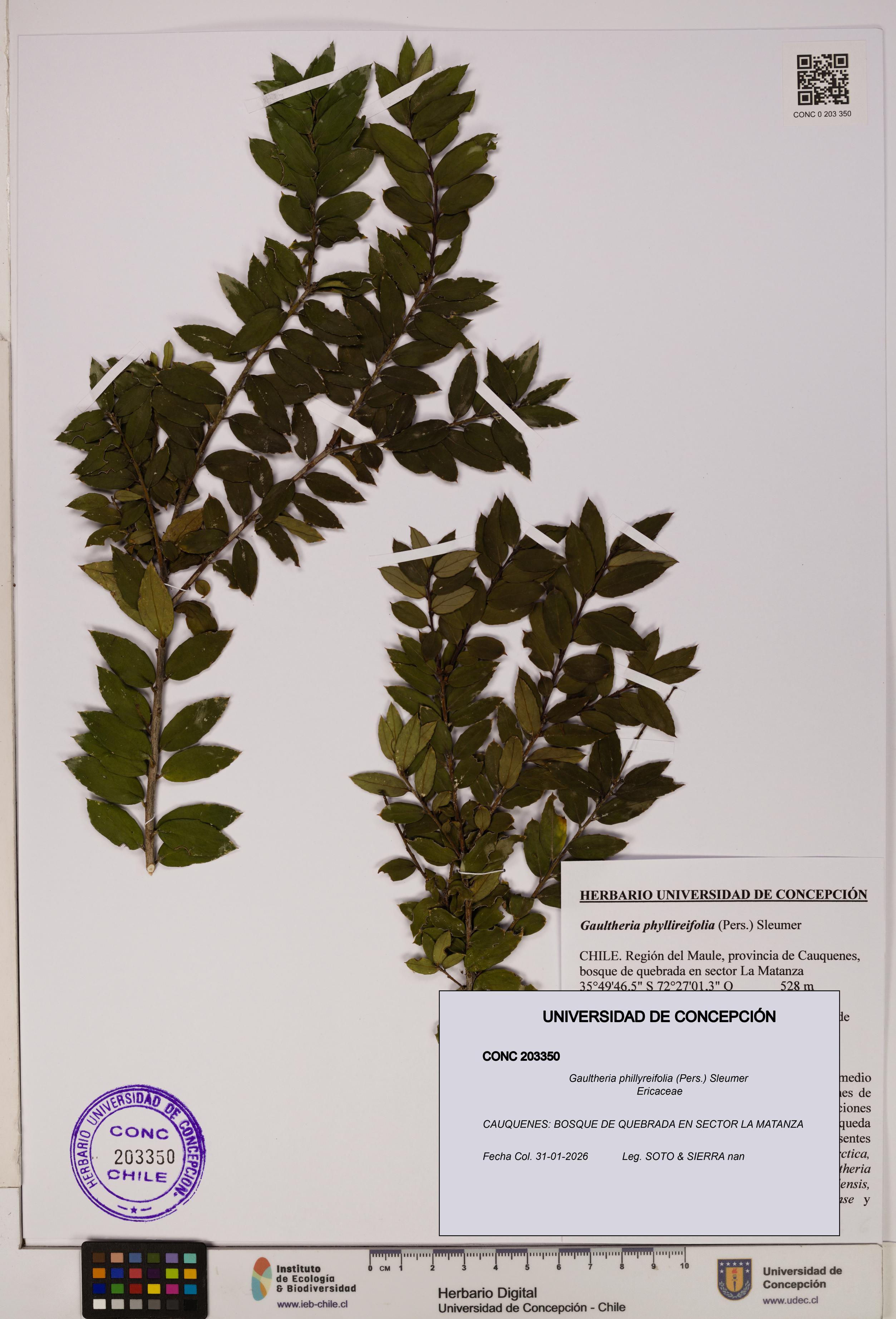 Gaultheria phillyreifolia [Espécimen: UDEC:CONC:0203350]