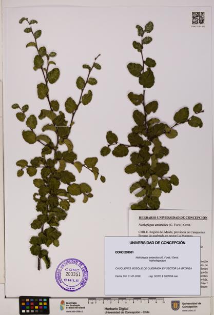 Nothofagus antarctica [Espécimen: UDEC:CONC:0203351]