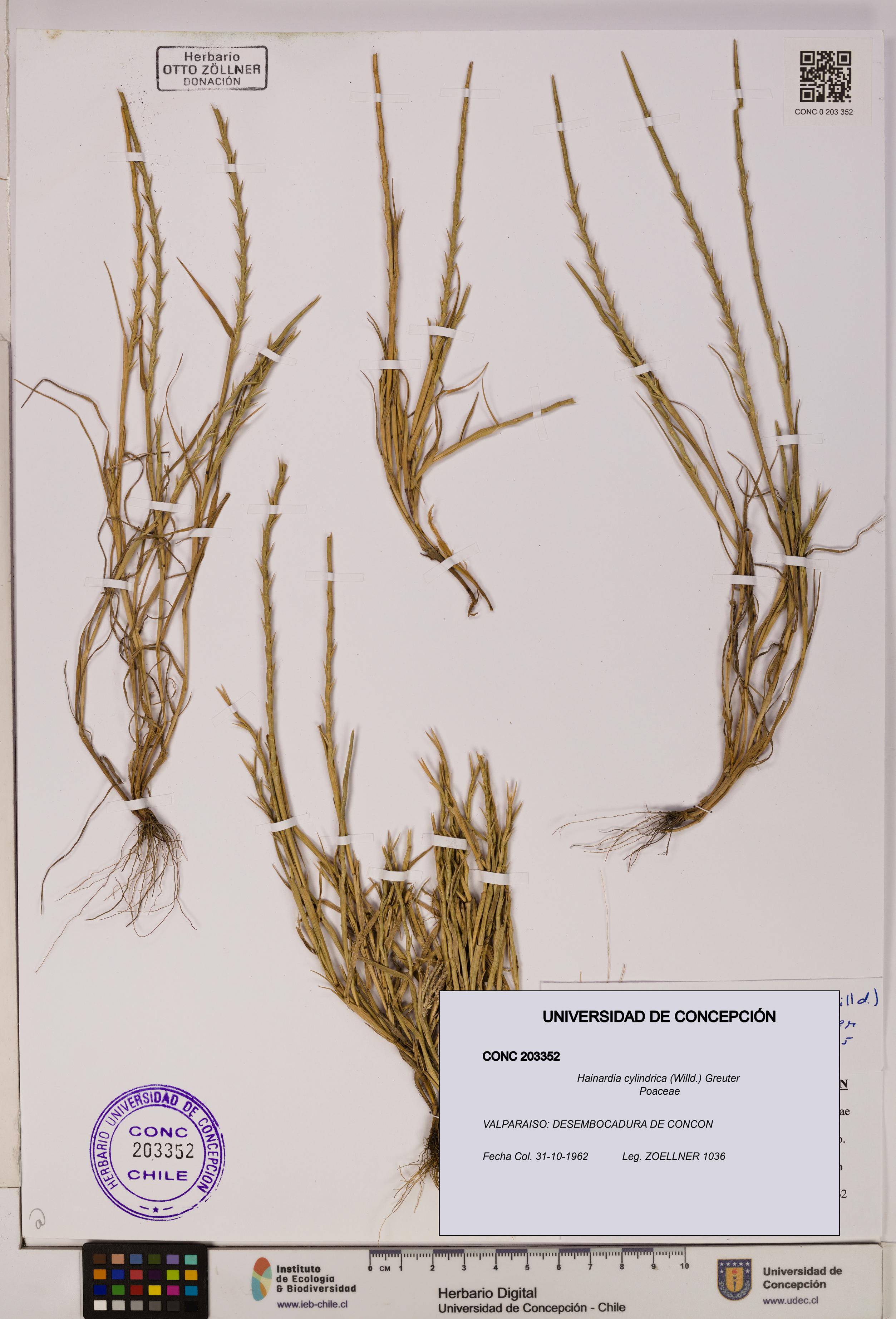 Hainardia cylindrica [Espécimen: ]