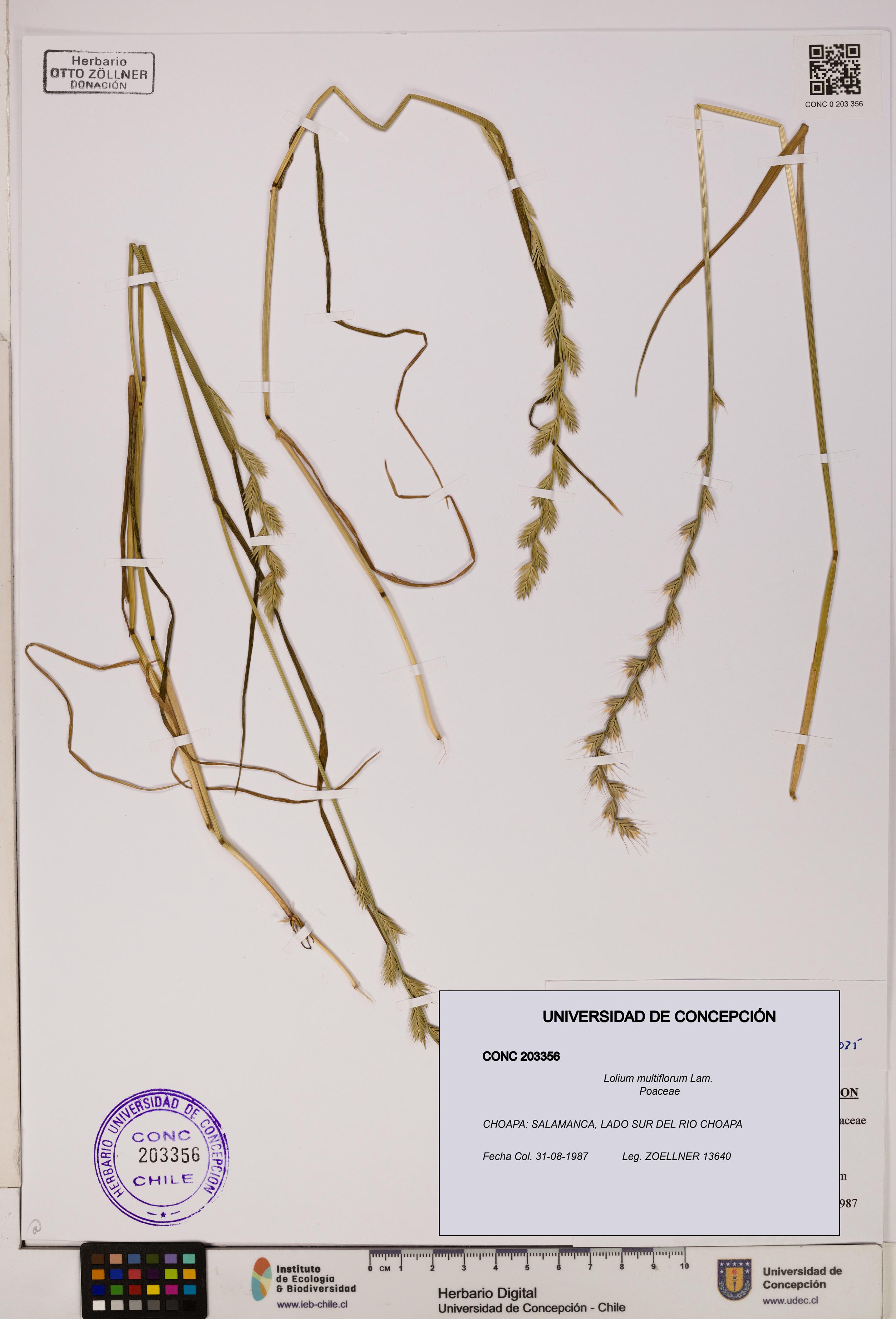 Lolium multiflorum [Espécimen: ]