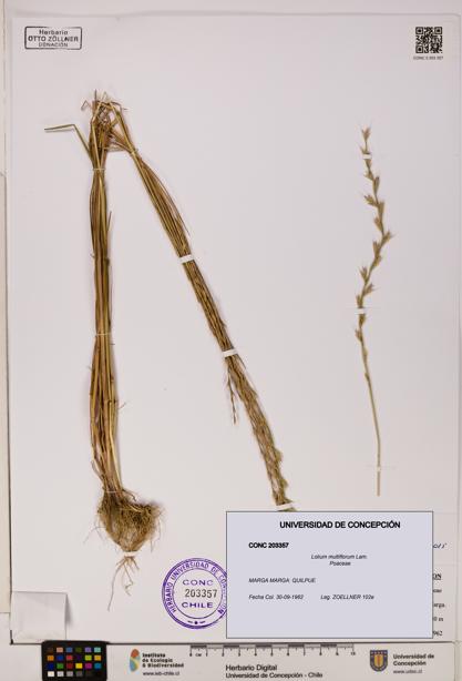Lolium multiflorum [Espécimen: ]