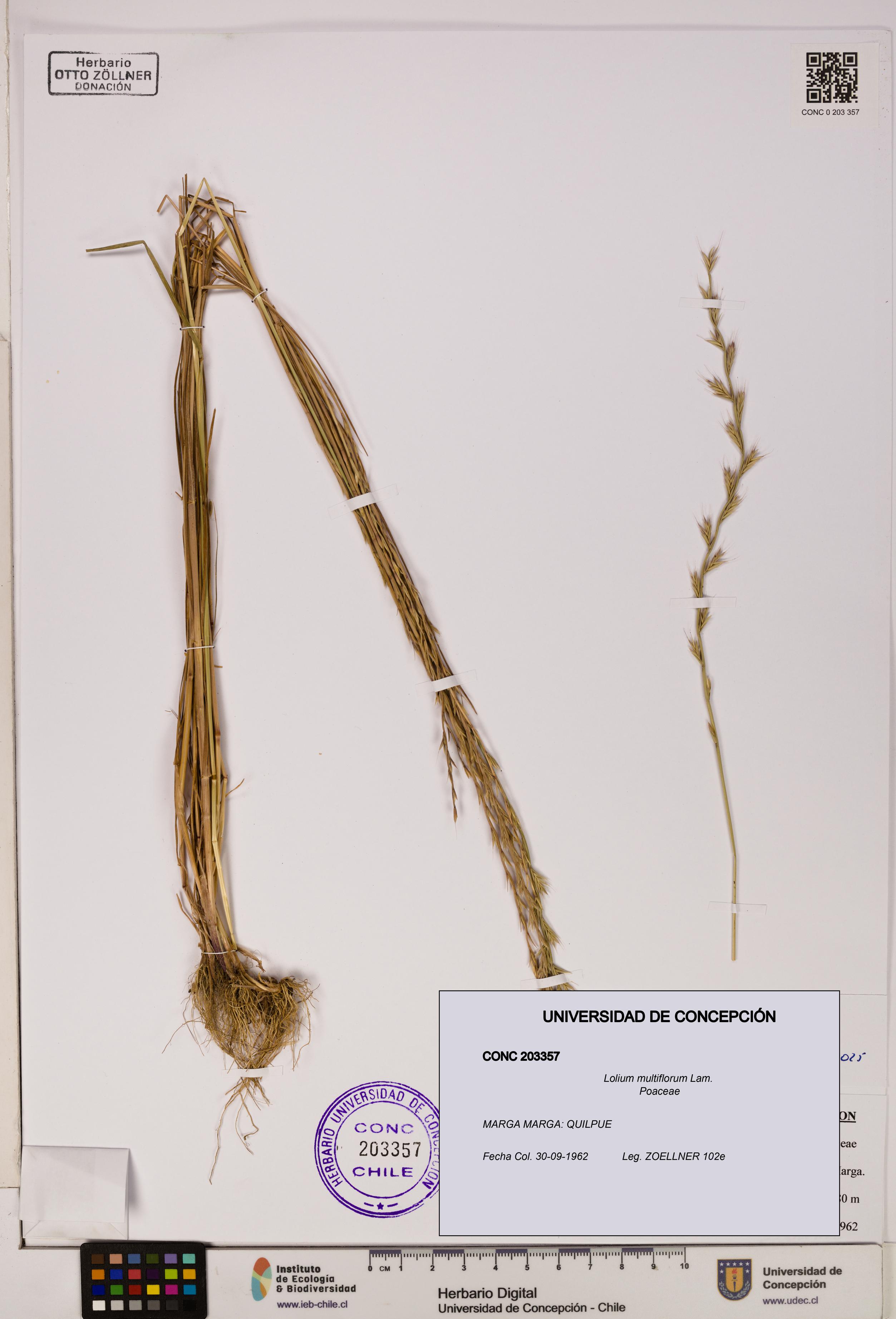 Lolium multiflorum [Espécimen: ]