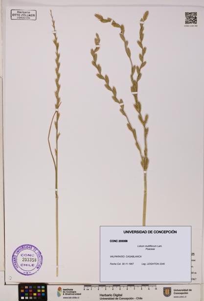 Lolium multiflorum [Espécimen: ]