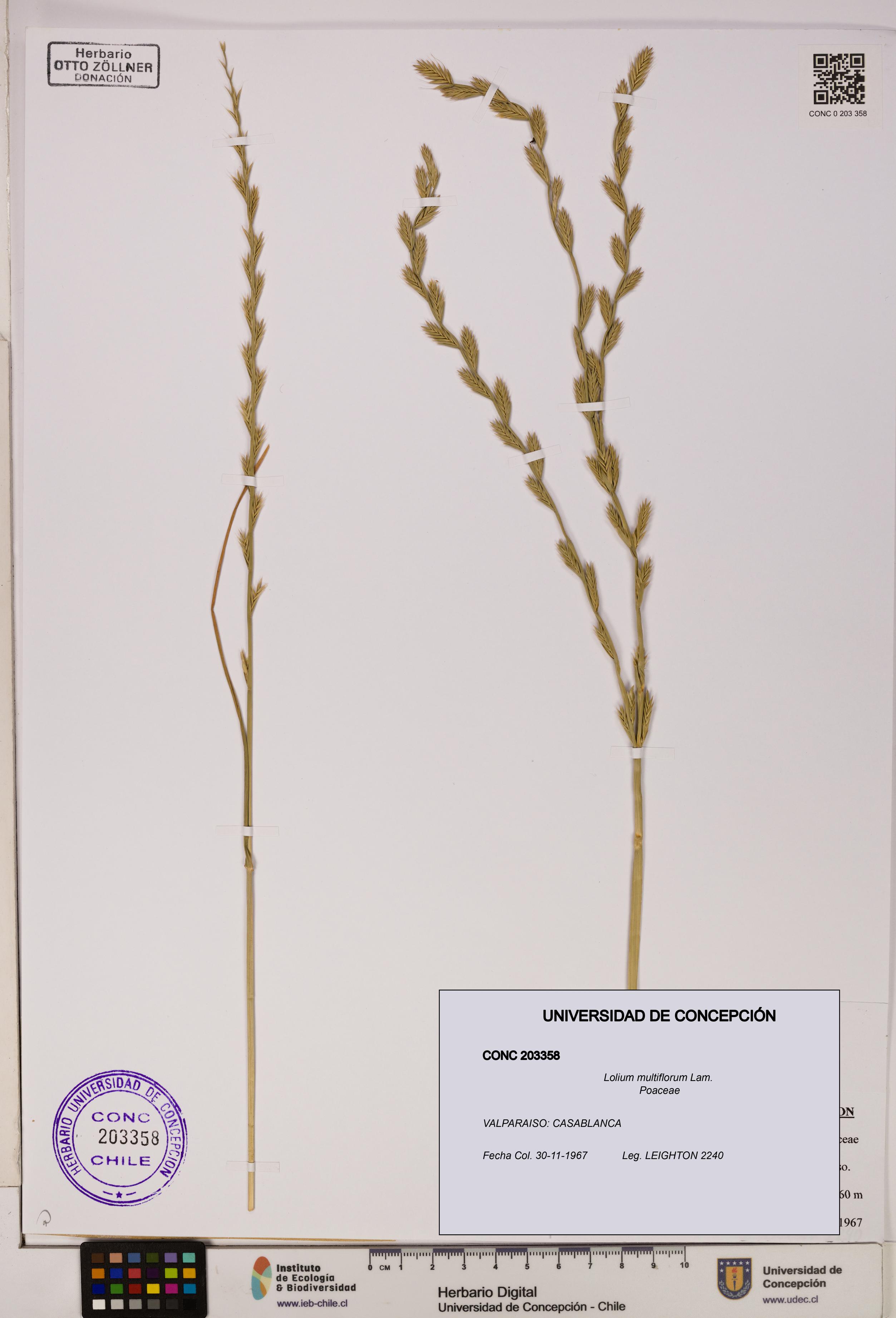 Lolium multiflorum [Espécimen: ]