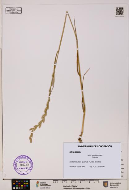 Lolium multiflorum [Espécimen: ]