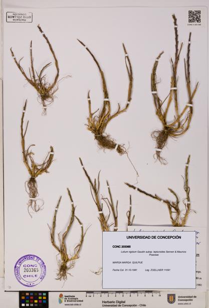 Lolium rigidum subsp. lepturoides [Espécimen: ]