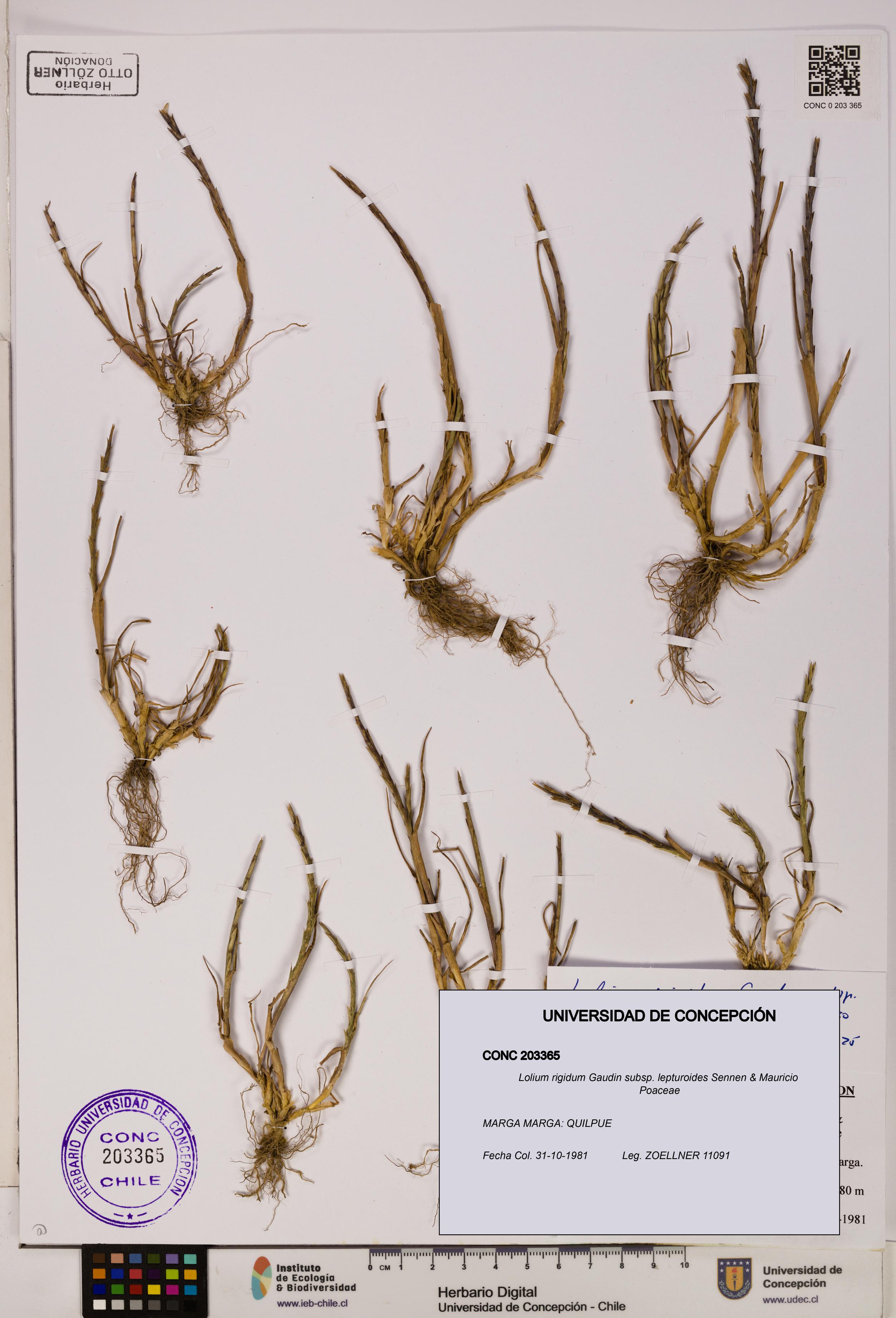 Lolium rigidum subsp. lepturoides [Espécimen: ]