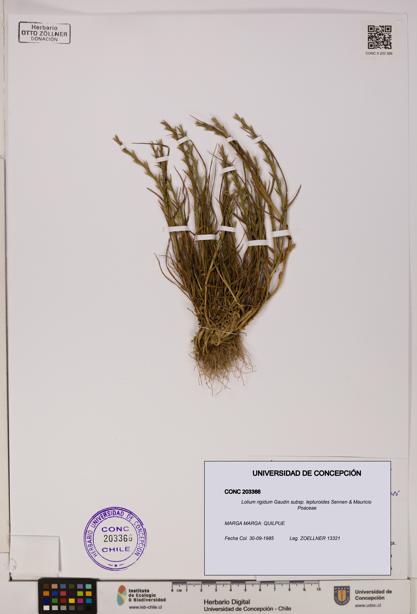 Lolium rigidum subsp. lepturoides [Espécimen: ]