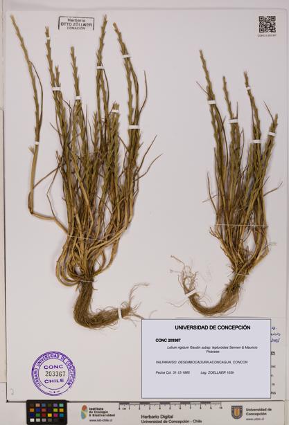 Lolium rigidum subsp. lepturoides [Espécimen: ]