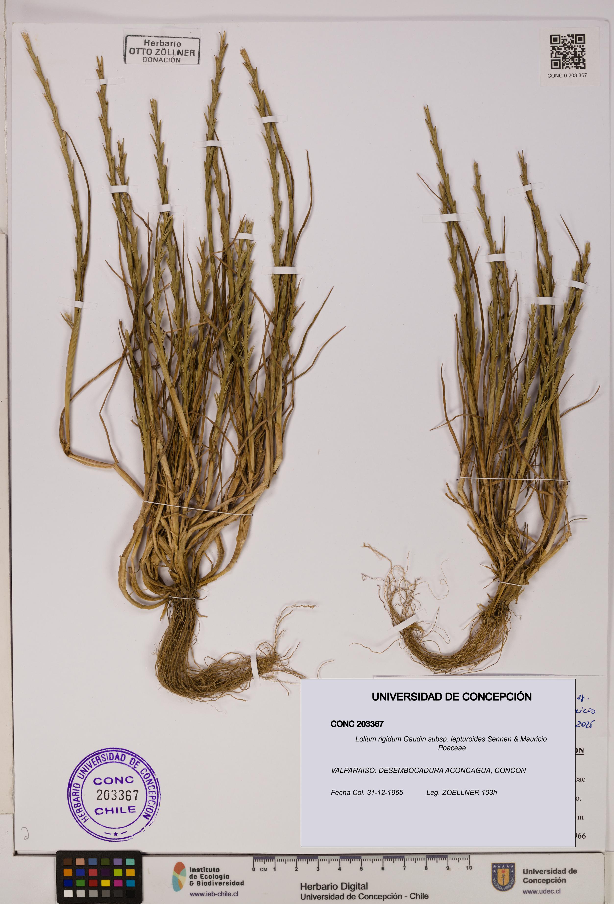 Lolium rigidum subsp. lepturoides [Espécimen: ]
