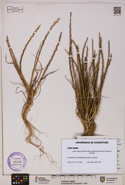 Lolium rigidum subsp. lepturoides [Espécimen: ]
