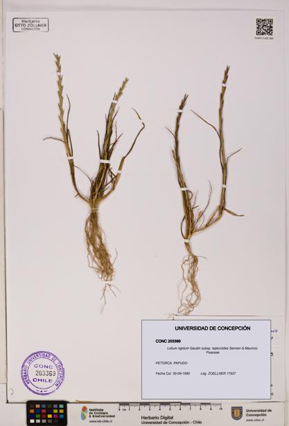 Lolium rigidum subsp. lepturoides [Espécimen: ]