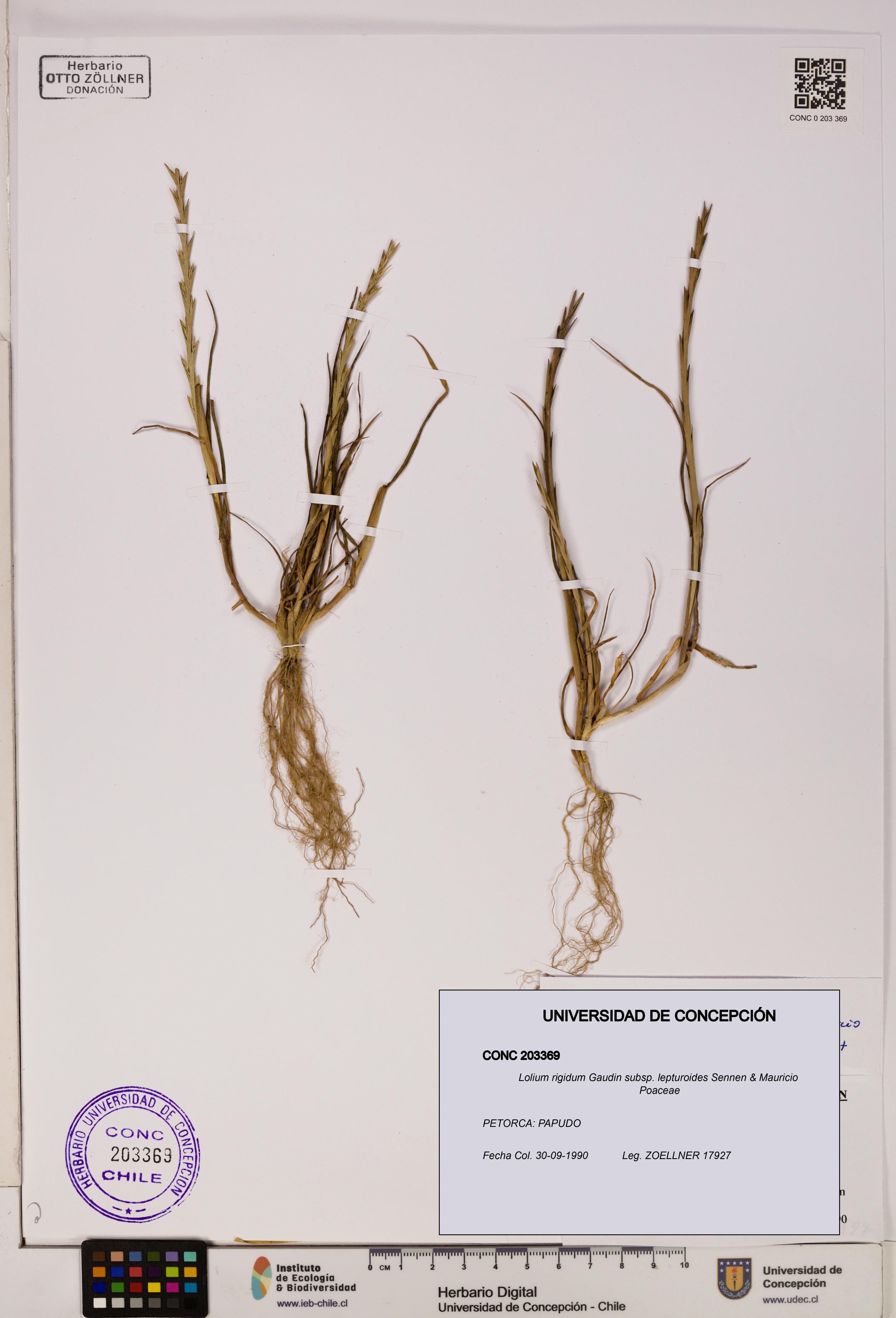 Lolium rigidum subsp. lepturoides [Espécimen: ]