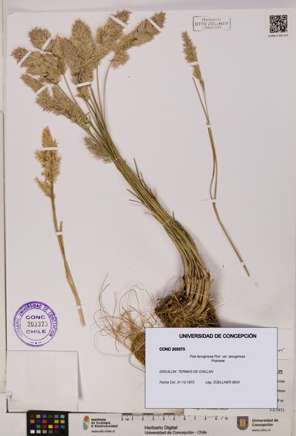 Poa lanuginosa [Espécimen: ]