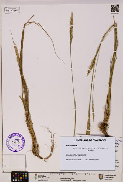 Poa secunda subsp. juncifolia [Espécimen: ]