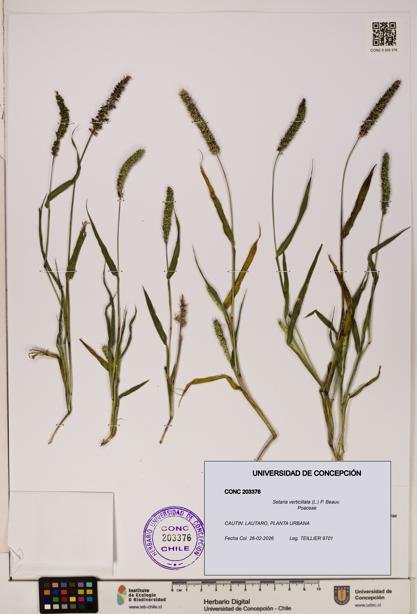 Setaria verticillata [Espécimen: ]