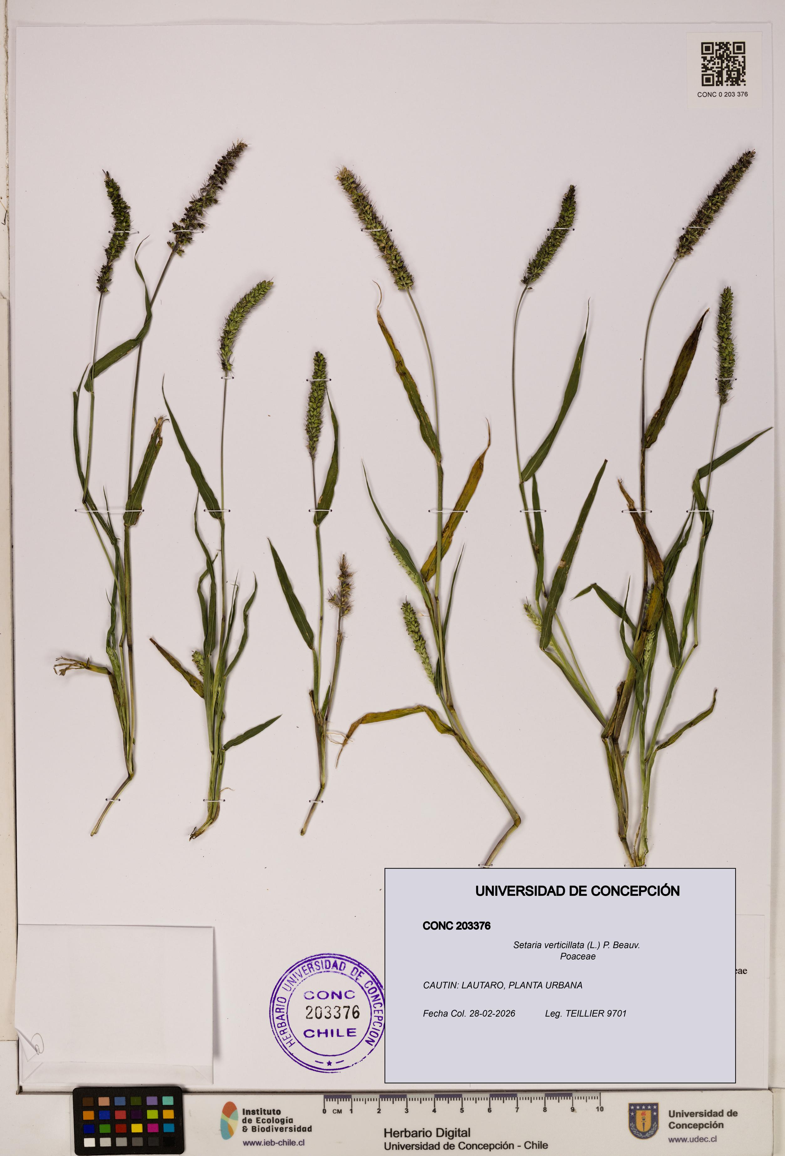 Setaria verticillata [Espécimen: ]