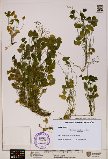 Oxalis laxa var. laxa [Espécimen: UDEC:CONC:0203377]