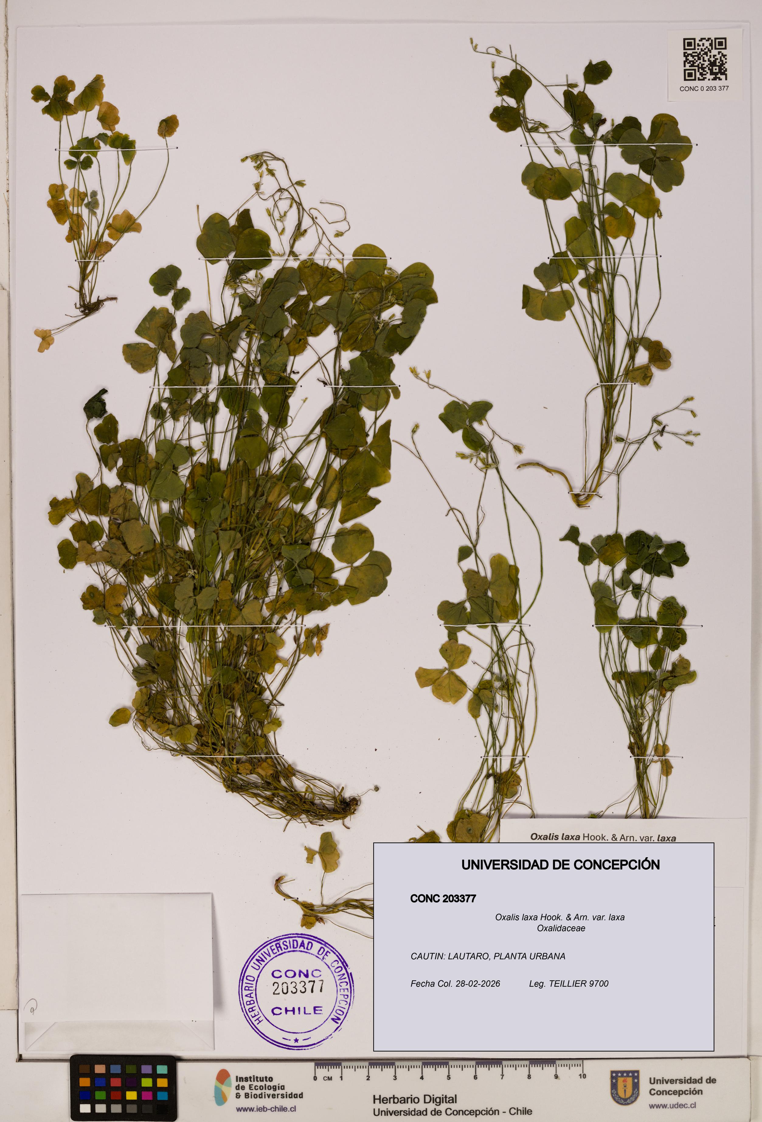 Oxalis laxa var. laxa [Espécimen: UDEC:CONC:0203377]