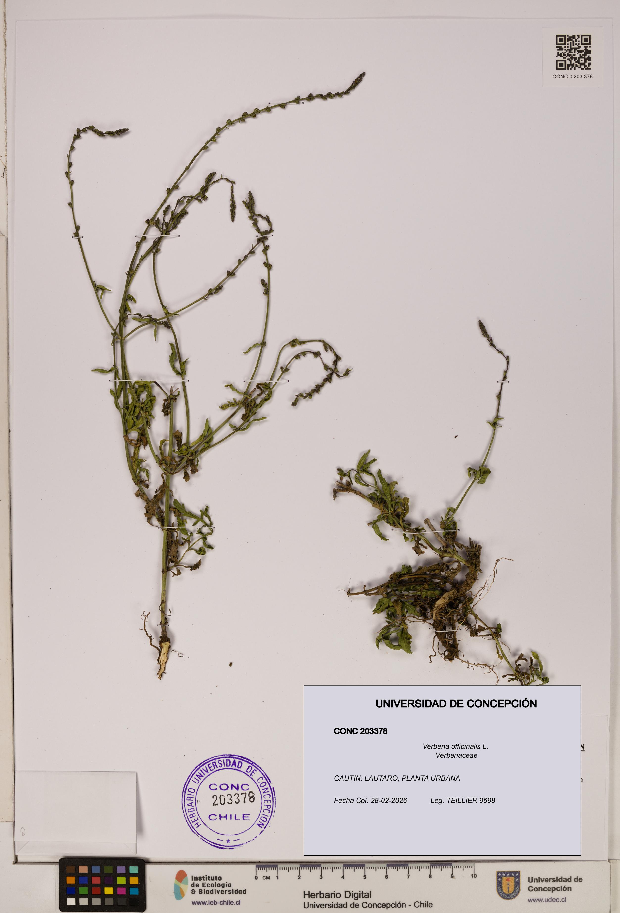 Verbena officinalis [Espécimen: UDEC:CONC:0203378]