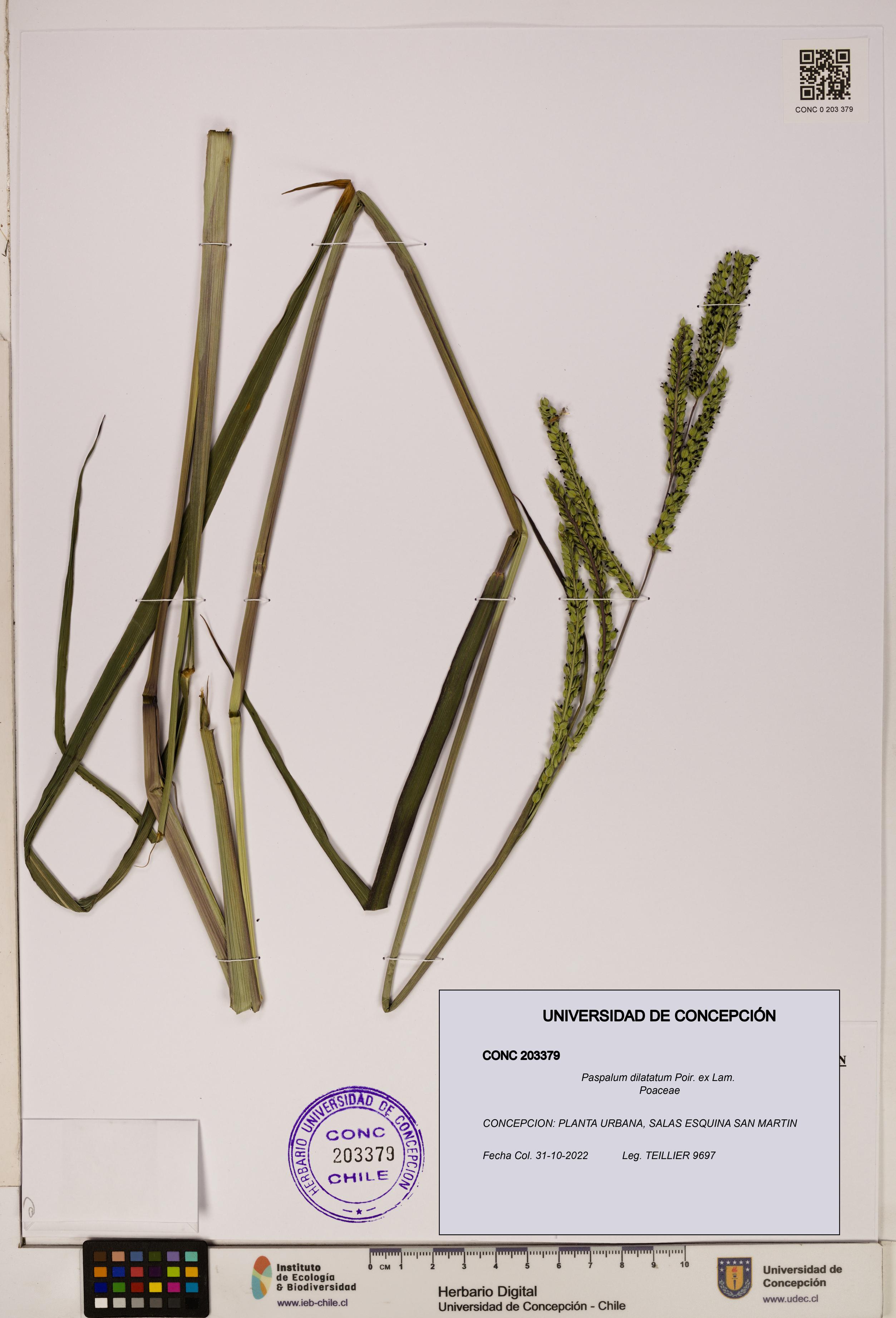 Paspalum dilatatum [Espécimen: ]