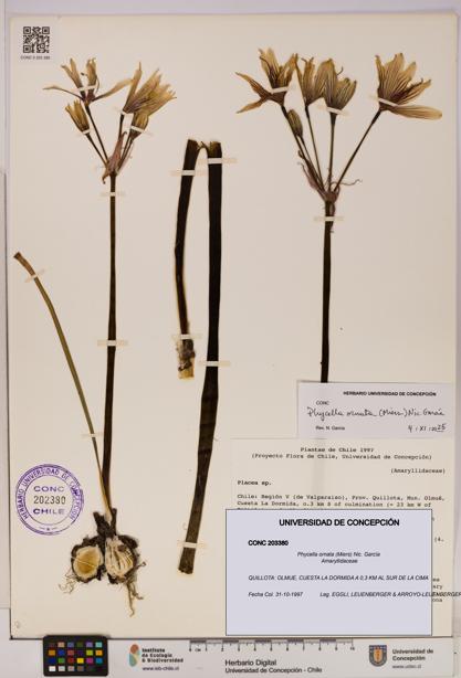 Phycella ornata [Espécimen: UDEC:CONC:0203380]