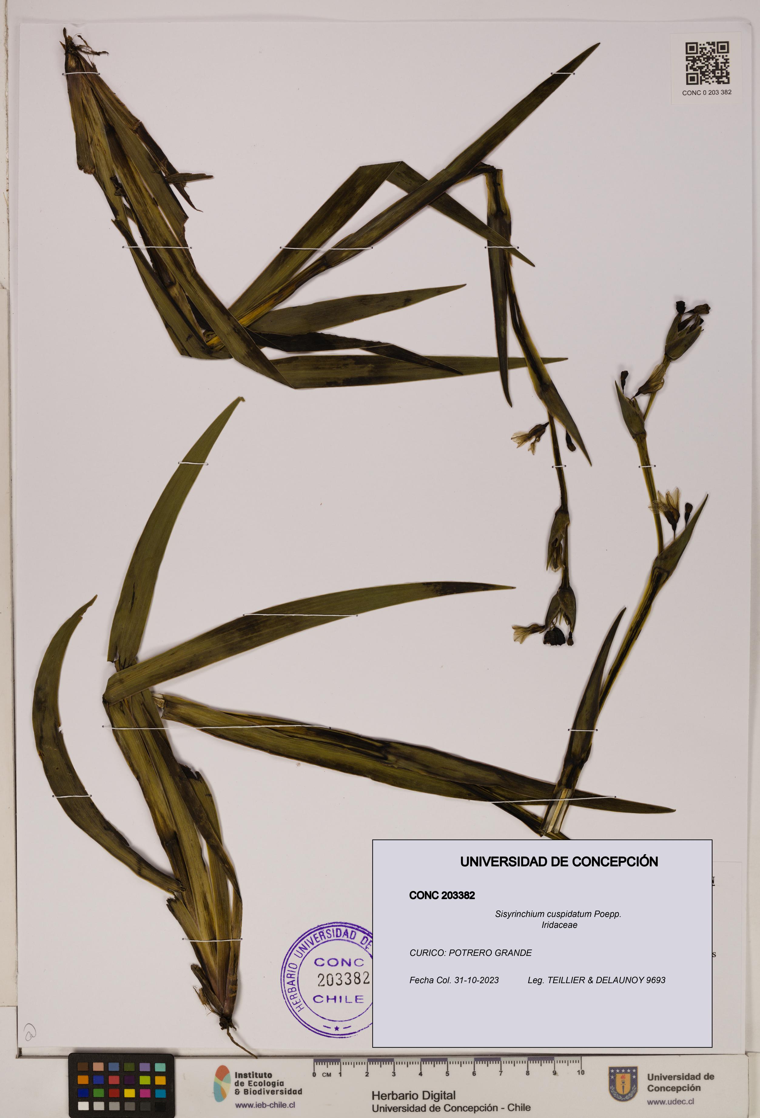 Sisyrinchium cuspidatum [Espécimen: ]